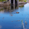 Super ocazie! Vilă de vânzare în Snagov, cu deschidere la lac
