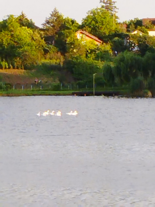 SUPER OCAZIE SE VINDE VILA DE LUX SI CASA DE OASPESTI IN BALOTESTI LA LAC